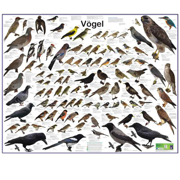 Grossposter "Vögel", Wissenladen.de